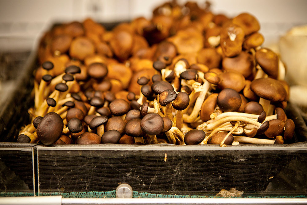 Berkeley Bowl - Mushrooms