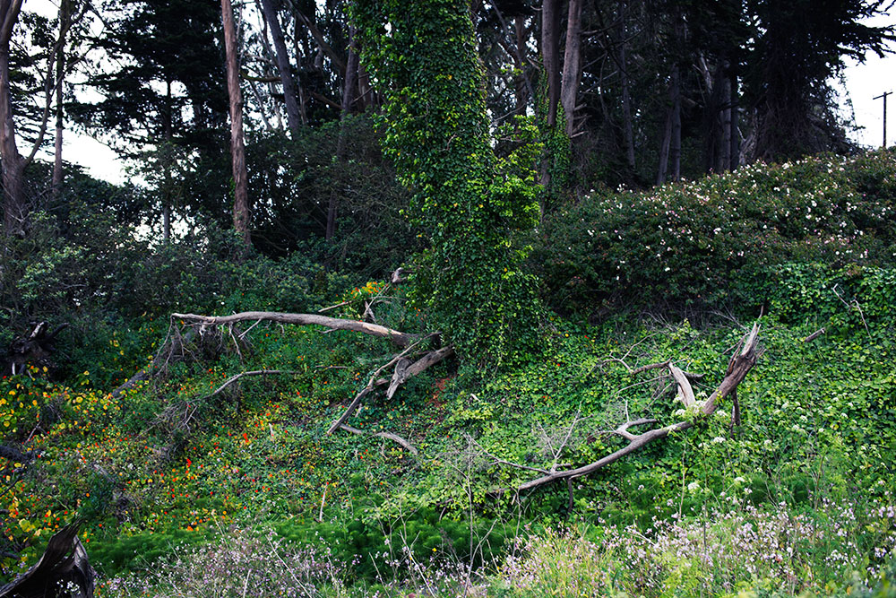 Golden Gate Bridge Trail 2