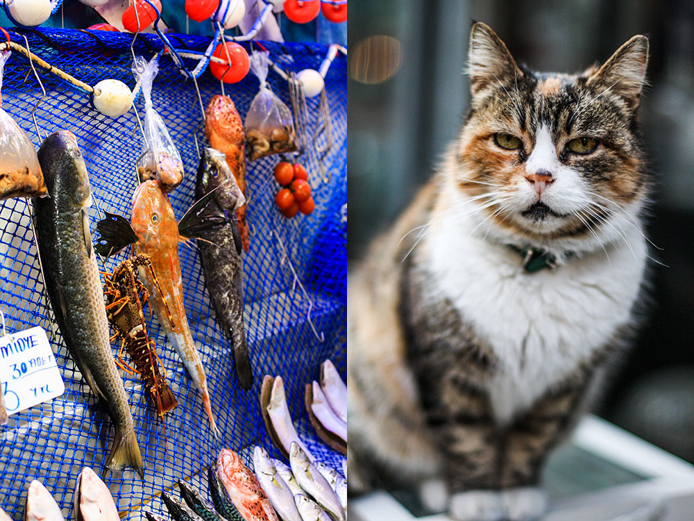 Fish market & Bossy cat