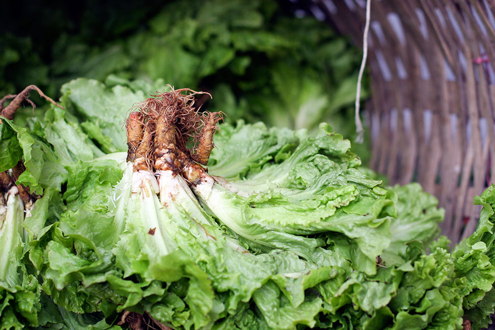 Kasimpasa Kastamonu Food Market 12