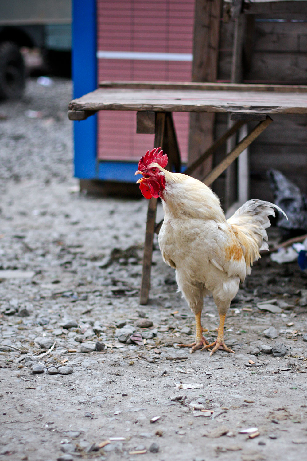 Kasimpasa Kastamonu Food Market 16