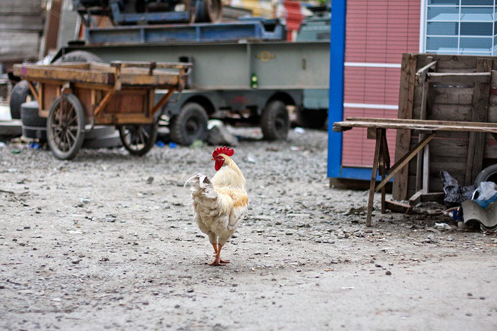 Kasimpasa Kastamonu Food Market 19