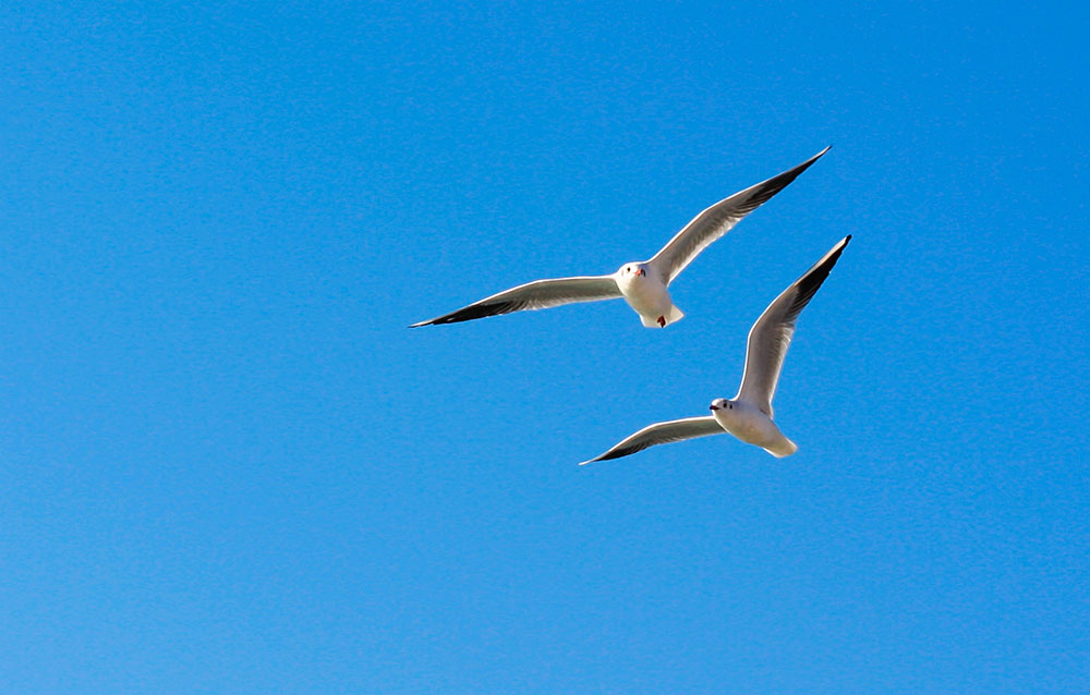 Seagulls