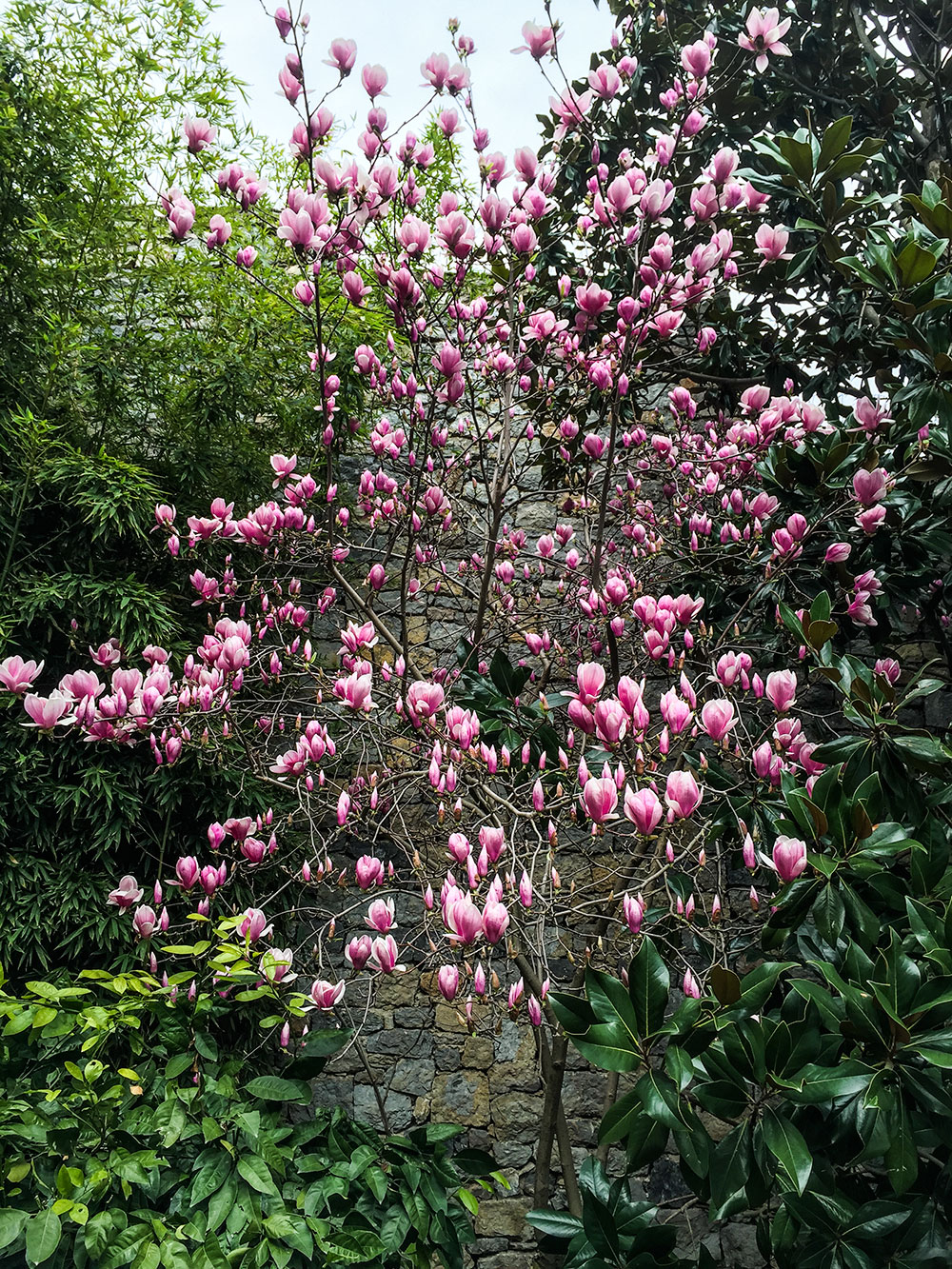 Magnolias