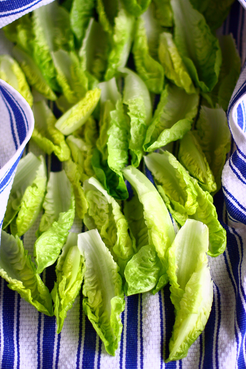 Romaine Hearts 2